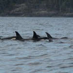 Johnstone Straight Killer Whale Pod, Thanks to Alicia….