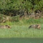 Mother and yearling