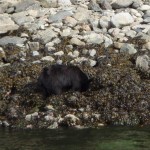 Bear on shore