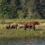 The mother and two cubs