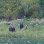 Another mother with three cubs