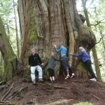 3600 year old Cedar